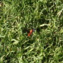 Orange Wasp