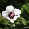 Maple-Leaved Mallow