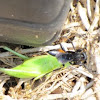 Wasp with katydid