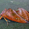 FRUIT PIERCING MOTH