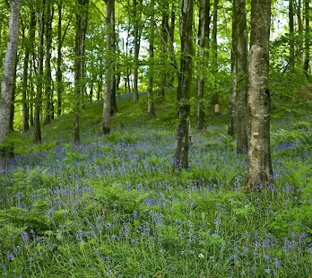 FOREST WALLPAPERS Screenshots 9