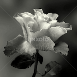 by Biljana Nikolic -  