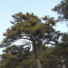 Pitch Pine