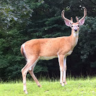 White tail Deer- buck