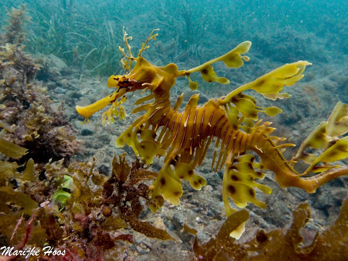 Leafy Sea Dragon Project Noah