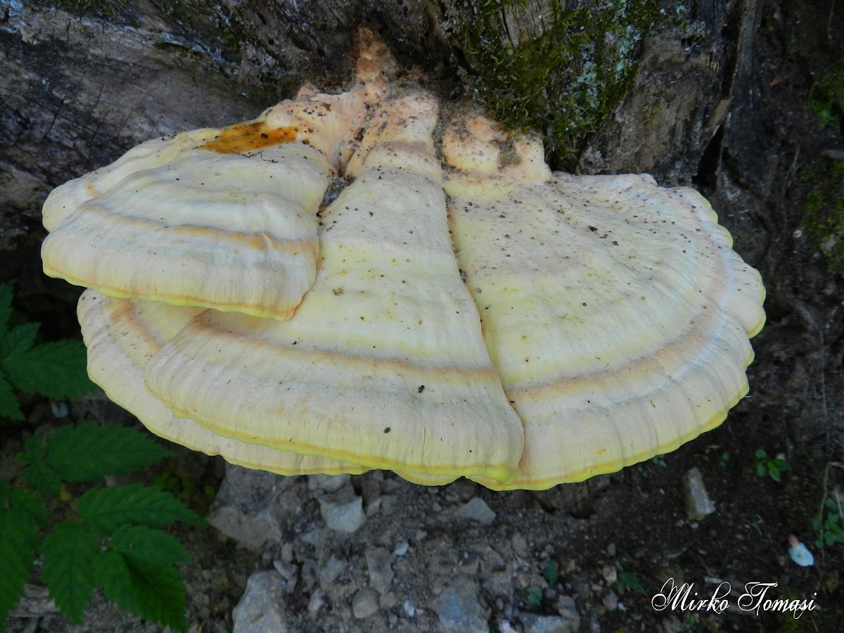 Laetiporus sulphureus