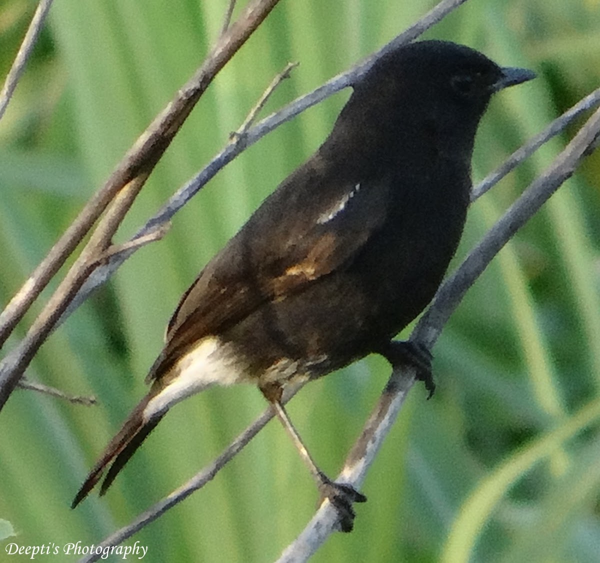 Pied Bush Chat