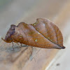 Fruit-piercing moth