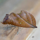 Fruit-piercing moth