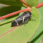 Eurymeloides bicincta