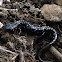 Northern slimy salamander