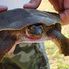 Spiny Softshell Turtle