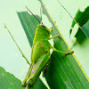 green grasshoper
