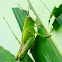 green grasshoper