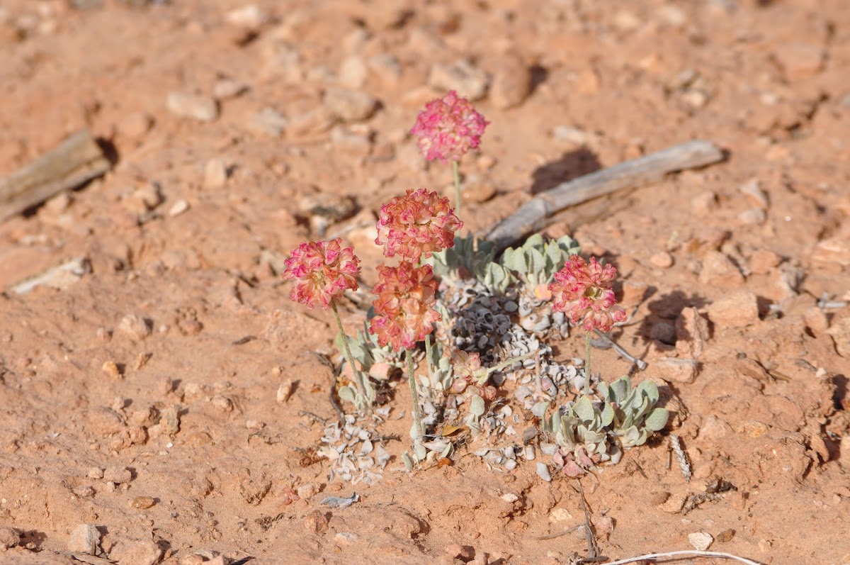 Oval Leaf Desert Buckwheat