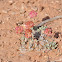 Oval Leaf Desert Buckwheat