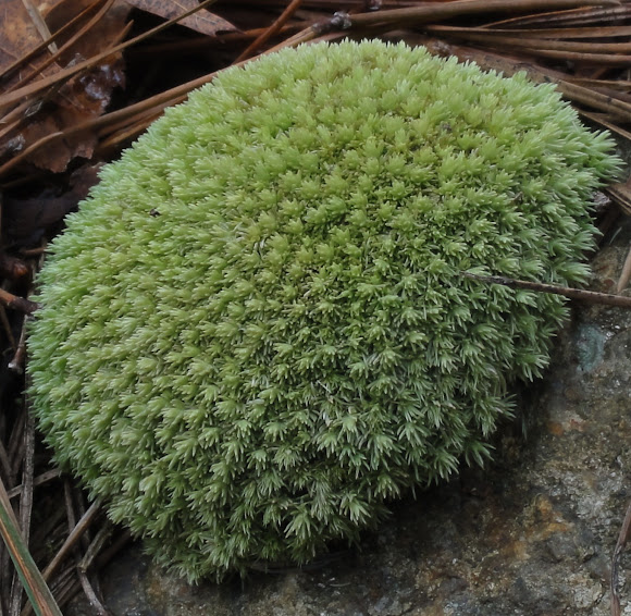 White Cushion Moss Project Noah