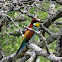 European Bee-eater