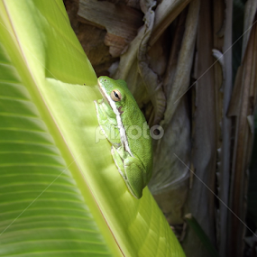 Tree frog sitting on bird of paradise plant by Sean Kushmick - Novices Only Flowers & Plants