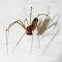 Platform spider (male)