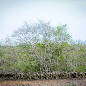 Mangrove Tree by Shahrul Izzat - Nature Up Close Trees & Bushes