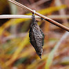 Bagworm Moth(pupa)