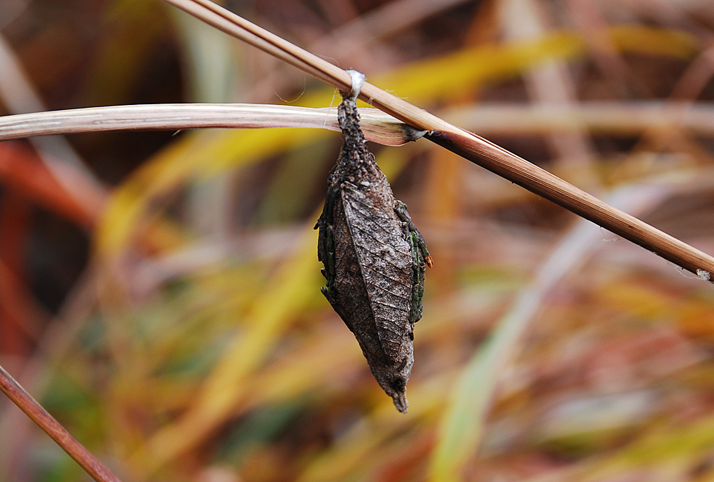 Bagworm Moth(pupa)