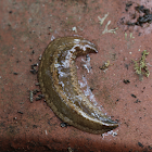 flat slug