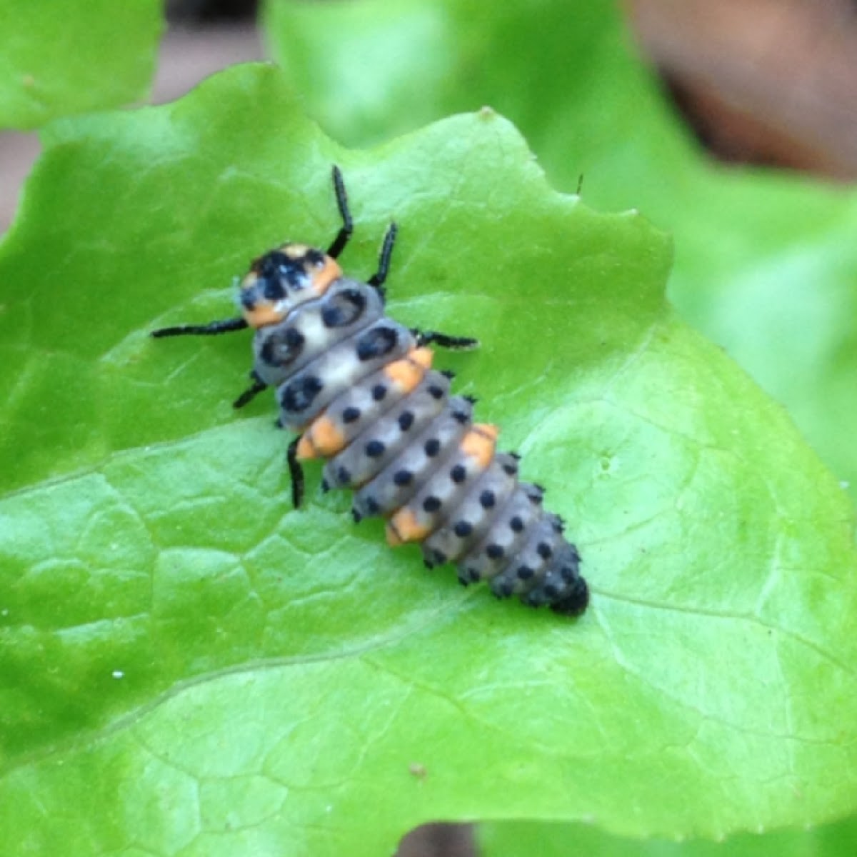 Seven Spotted Lady Beetle Larva Project Noah