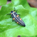 Seven-spotted Lady Beetle Larva