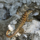 Curly-tailed Lizard