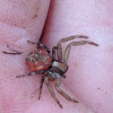 Crab Spider - ♀
