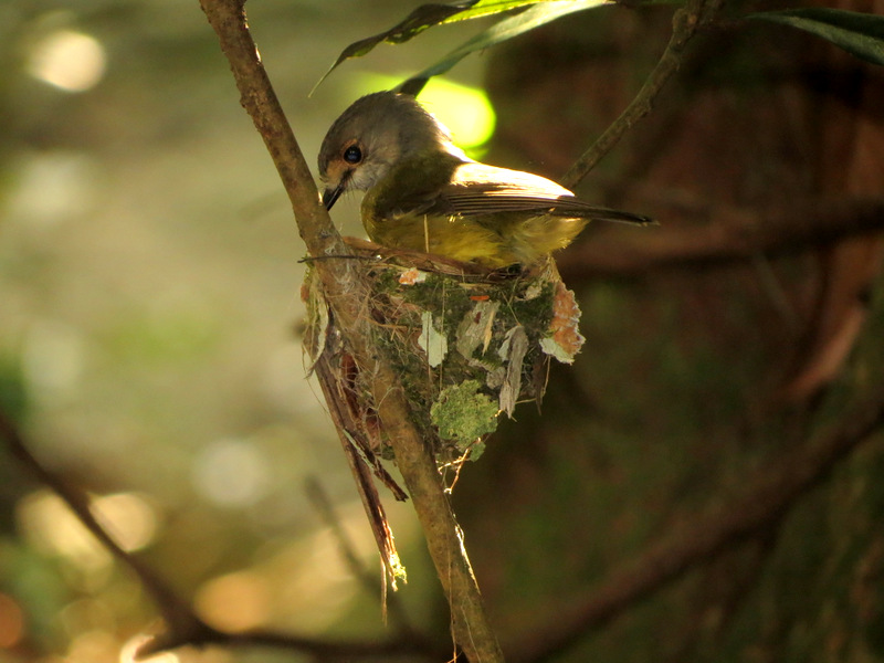 Eastern Yellow Robin (building nest)
