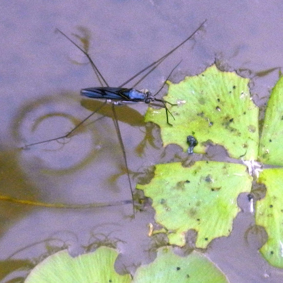 Water striders Project Noah