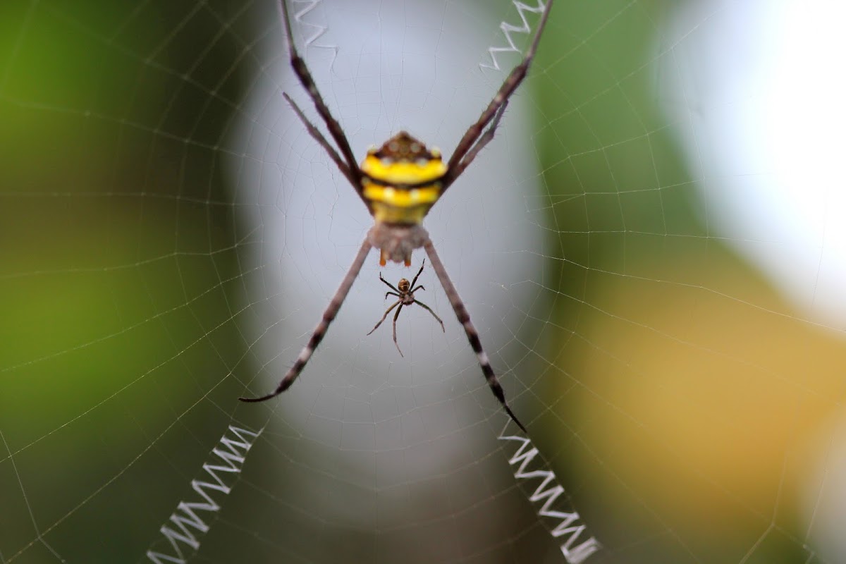 Signature Spider (Male & Female)