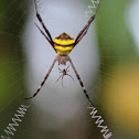 Signature Spider (Male & Female)