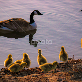 The Family by LJ Ethier - Animals Birds