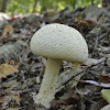 Mushroom