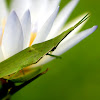 Slant-faced or Long-nosed Grasshopper
