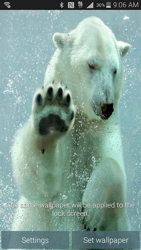 Polar Bear Live Wallpaper