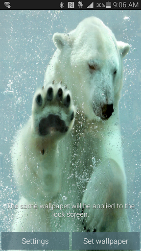 【免費個人化App】Polar Bear Live Wallpaper-APP點子