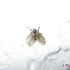 Moth fly