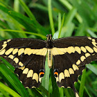 Eastern giant swallowtail