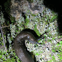 Portuguese slug