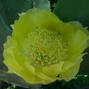 Flor de Cactus