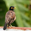 Indian Common Myna~