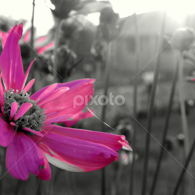 by Arjun Suthar - Flowers Flower Gardens