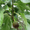 Common Fig Tree