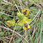 Yellow Ophrys (Οφρύς η Σικελική)
