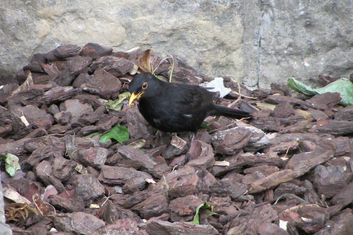 Common Blackbird (Merlo)